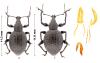 Otiorhynchus sp.